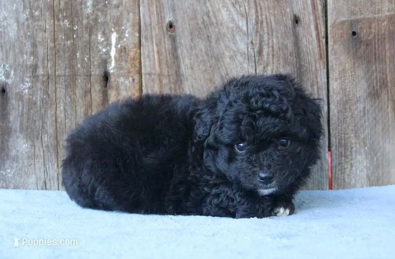 Elton (toy) – Miniature Aussiedoodle puppy for sale in Weir, MS