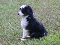 Kyle, a male Miniature Aussiedoodle for sale in Weir, MS – 4 of 6