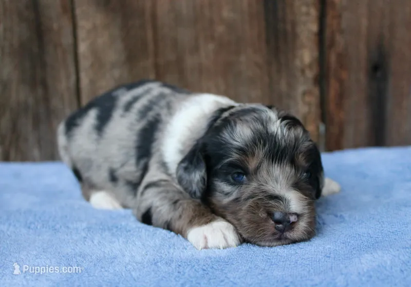 Jordi – Miniature Aussiedoodle puppy for sale in Weir, MS