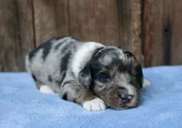 Jordi, a male Miniature Aussiedoodle for sale in Weir, MS – 1 of 4