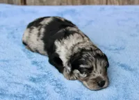 Chrissy (Toy), a female Miniature Aussiedoodle for sale in Weir, MS – 2 of 3