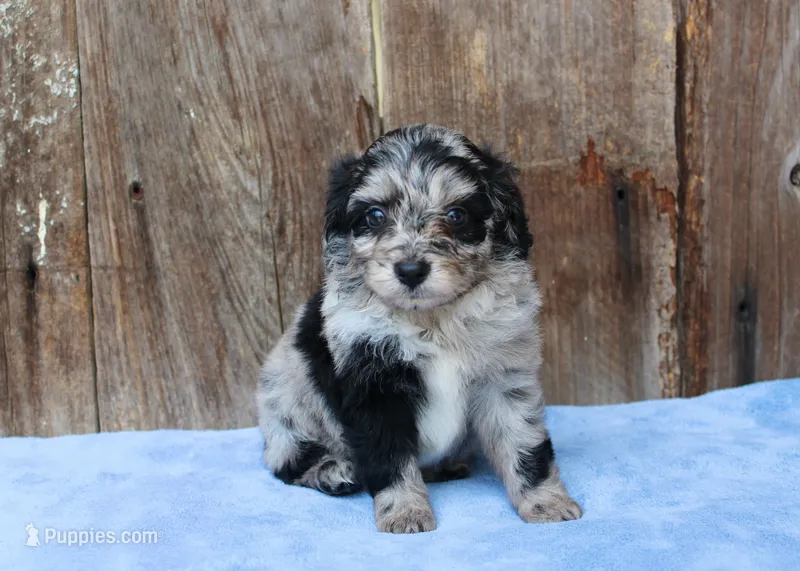 Chrissy (Toy) – Miniature Aussiedoodle puppy for sale in Weir, MS