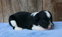 Andi (BET), a male Toy Australian Shepherd for sale in Weir, MS – 4 of 4