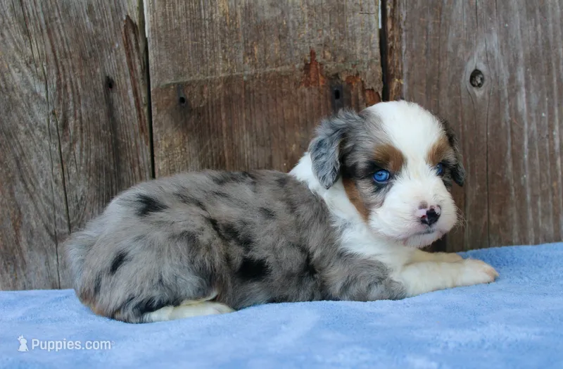 Kaci – Miniature Aussiedoodle puppy for sale in Weir, MS
