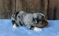 Jagger, a male Miniature Aussiedoodle for sale in Weir, MS – 3 of 6