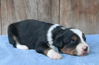 Kadin, a male Miniature Aussiedoodle for sale in Weir, MS – 2 of 3