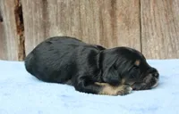 Clint (Toy), a male Miniature Aussiedoodle for sale in Weir, MS – 2 of 3