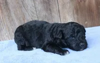 Alexa , a female Toy Australian Shepherd for sale in Weir, MS – 2 of 3