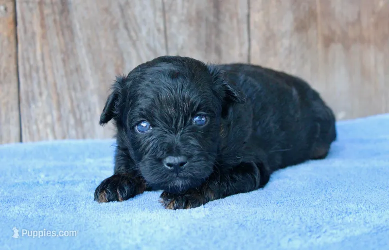 Colt (Toy) – Miniature Aussiedoodle puppy for sale in Weir, MS