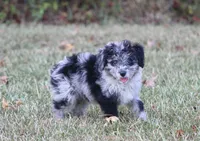 Chrissy (Toy), a female Miniature Aussiedoodle for sale in Weir, MS – 4 of 9