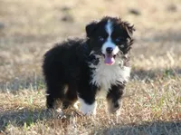 Shad (BET), a male Miniature Australian Shepherd for sale in Weir, MS – Photo 2 of 3