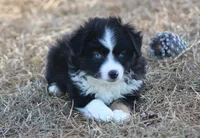 Shad (BET), a male Miniature Australian Shepherd for sale in Weir, MS – Photo 1 of 3