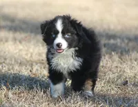 Shad (BET), a male Miniature Australian Shepherd for sale in Weir, MS – Photo 3 of 3