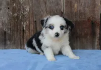 Ace, a male Miniature Australian Shepherd for sale in Weir, MS – 3 of 3
