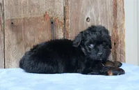 Colt (Toy), a male Miniature Aussiedoodle for sale in Weir, MS – 3 of 3