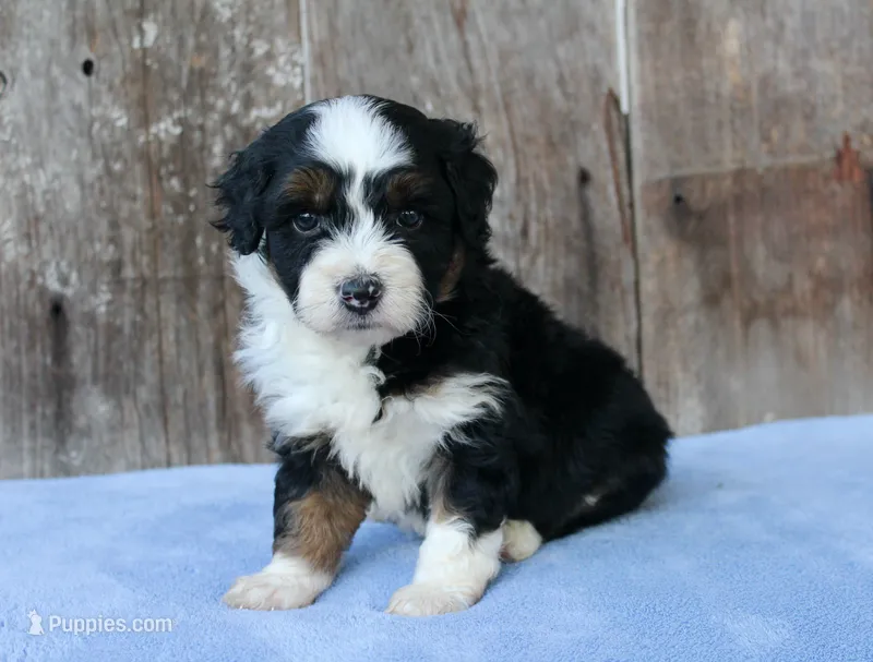 Kyle – Miniature Aussiedoodle puppy for sale in Weir, MS
