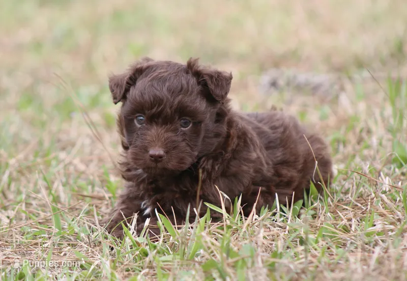 Simon (toy) – Miniature Aussiedoodle puppy for sale in Weir, MS