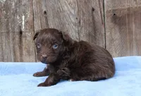 Simon (toy), a male Miniature Aussiedoodle for sale in Weir, MS – Photo 1 of 3
