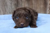 Simon (toy), a male Miniature Aussiedoodle for sale in Weir, MS – Photo 2 of 3