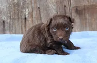 Simon (toy), a male Miniature Aussiedoodle for sale in Weir, MS – Photo 3 of 3