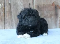 Elinor (toy), a female Miniature Aussiedoodle for sale in Weir, MS – 3 of 5