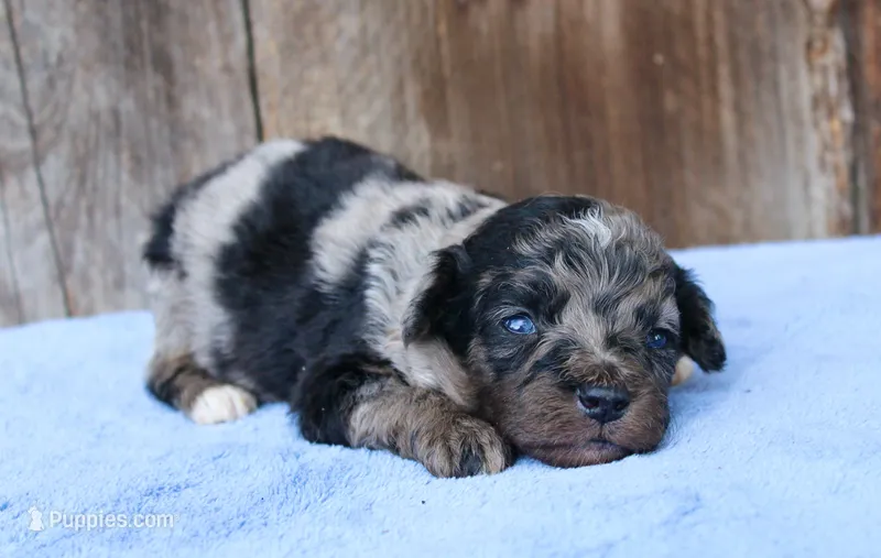 Aspen – Toy Australian Shepherd puppy for sale in Weir, MS