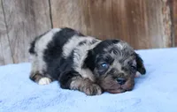 Aspen, a male Toy Australian Shepherd for sale in Weir, MS – 1 of 3