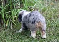Kaci, a female Miniature Aussiedoodle for sale in Weir, MS – 5 of 6