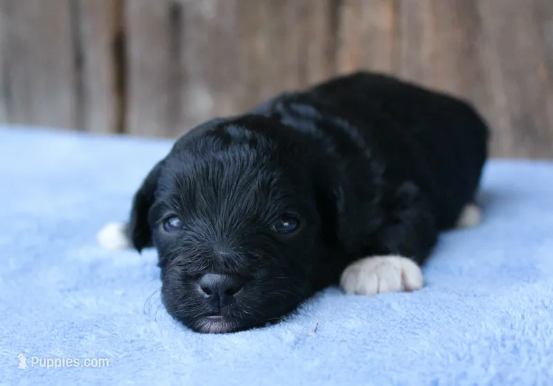 Jason – Miniature Aussiedoodle puppy for sale in Weir, MS