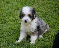Kaci, a female Miniature Aussiedoodle for sale in Weir, MS – 2 of 6