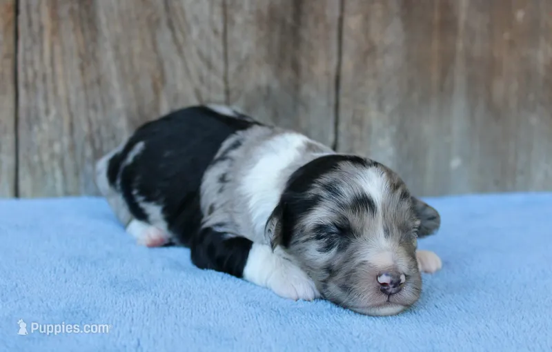 Jade – Miniature Aussiedoodle puppy for sale in Weir, MS