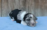 Jade, a female Miniature Aussiedoodle for sale in Weir, MS – Photo 1 of 2
