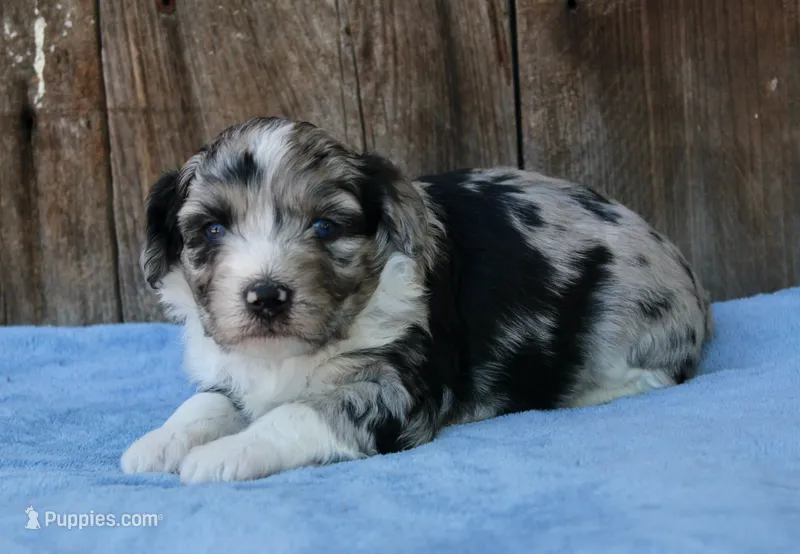 Jade – Miniature Aussiedoodle puppy for sale in Weir, MS
