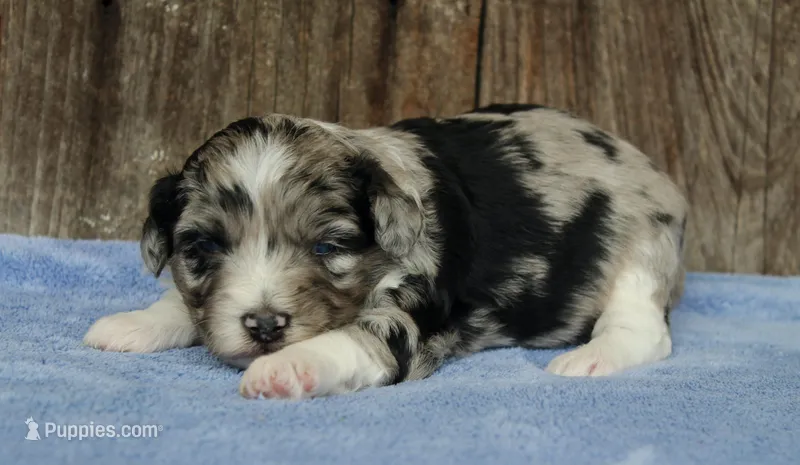 Jade – Miniature Aussiedoodle puppy for sale in Weir, MS