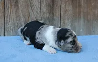 Jade, a female Miniature Aussiedoodle for sale in Weir, MS – Photo 2 of 2