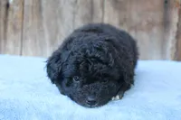 Elton (toy), a male Miniature Aussiedoodle for sale in Weir, MS – 2 of 3
