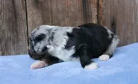 Jaxson, a male Miniature Aussiedoodle for sale in Weir, MS – 3 of 4