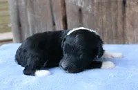 Jenson, a male Miniature Aussiedoodle for sale in Weir, MS – 5 of 5