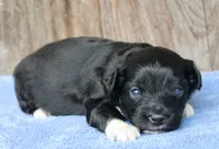 Jace (BET), a male Miniature Aussiedoodle for sale in Weir, MS – Photo 3 of 3