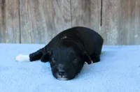 Jace, a male Miniature Aussiedoodle for sale in Weir, MS – Photo 2 of 2