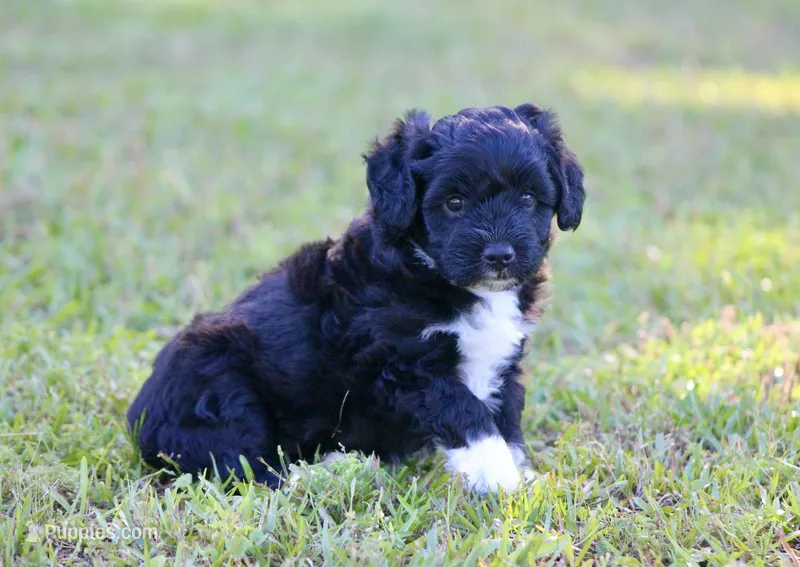 Jace (BET) – Miniature Aussiedoodle puppy for sale in Weir, MS