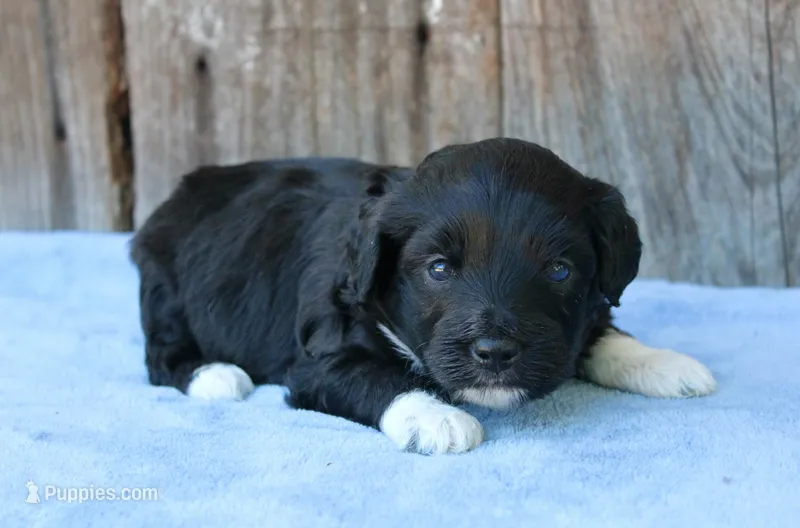 Jace (BET) – Miniature Aussiedoodle puppy for sale in Weir, MS