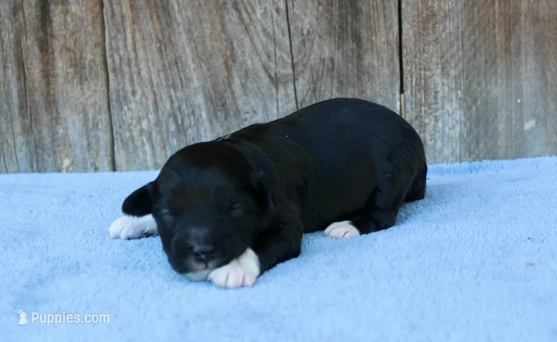 Jace – Miniature Aussiedoodle puppy for sale in Weir, MS