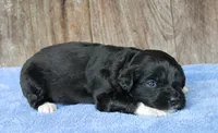 Jace (BET), a male Miniature Aussiedoodle for sale in Weir, MS – Photo 2 of 3