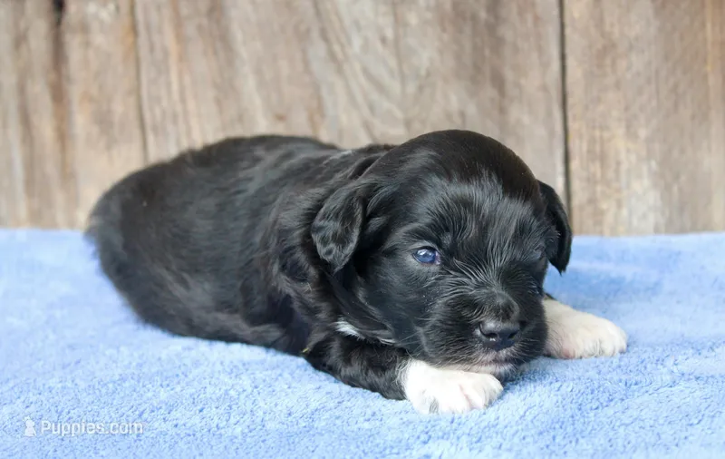 Jace (BET) – Miniature Aussiedoodle puppy for sale in Weir, MS