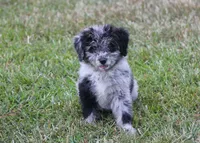Chrissy (Toy), a female Miniature Aussiedoodle for sale in Weir, MS – 7 of 9