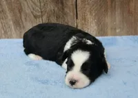 Cora (toy), a female Miniature Aussiedoodle for sale in Weir, MS – 3 of 3