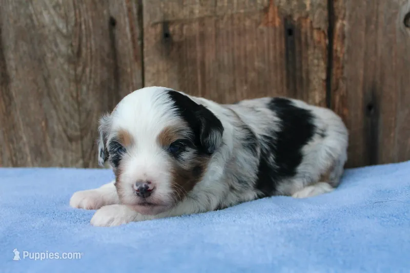 Dalton – Miniature Aussiedoodle puppy for sale in Weir, MS