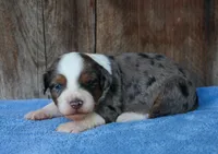 Kaci, a female Miniature Aussiedoodle for sale in Weir, MS – 1 of 3