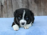 Ember (BET), a female Toy Australian Shepherd for sale in Weir, MS – Photo 2 of 2